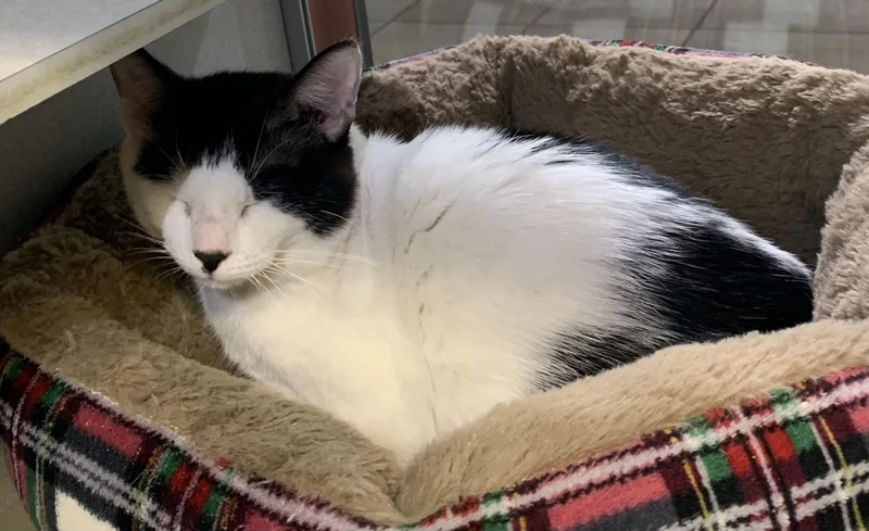 An adult medium-sized male Black & White / Tuxedo Domestic Short Hair cat named Oreo for adoption in Massena, NY