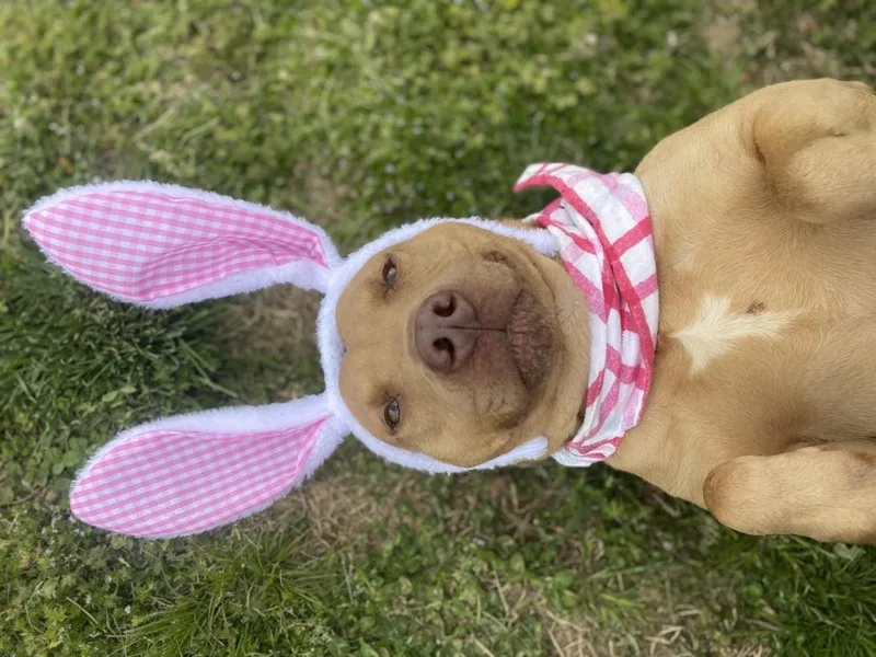 An adult medium-sized female Pit Bull Terrier dog named Irish for adoption in Dickson, TN