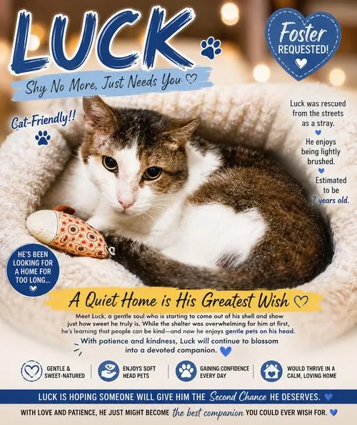 An adult medium-sized male Tabby cat named Luckc for adoption in Greenville, DE