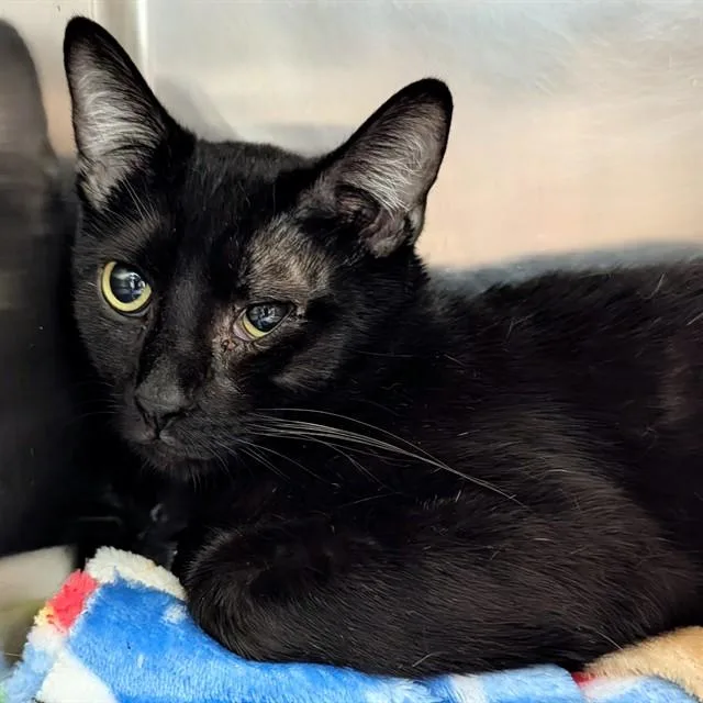 An adult medium-sized male Domestic Short Hair cat named Goby for adoption in Olivette, MO