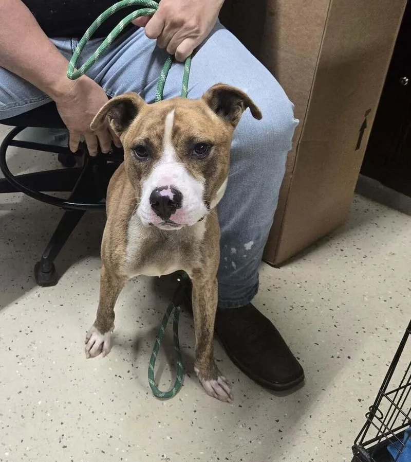 A young medium-sized male Pit Bull Terrier dog named Pimp Dog for adoption in Waverly, OH