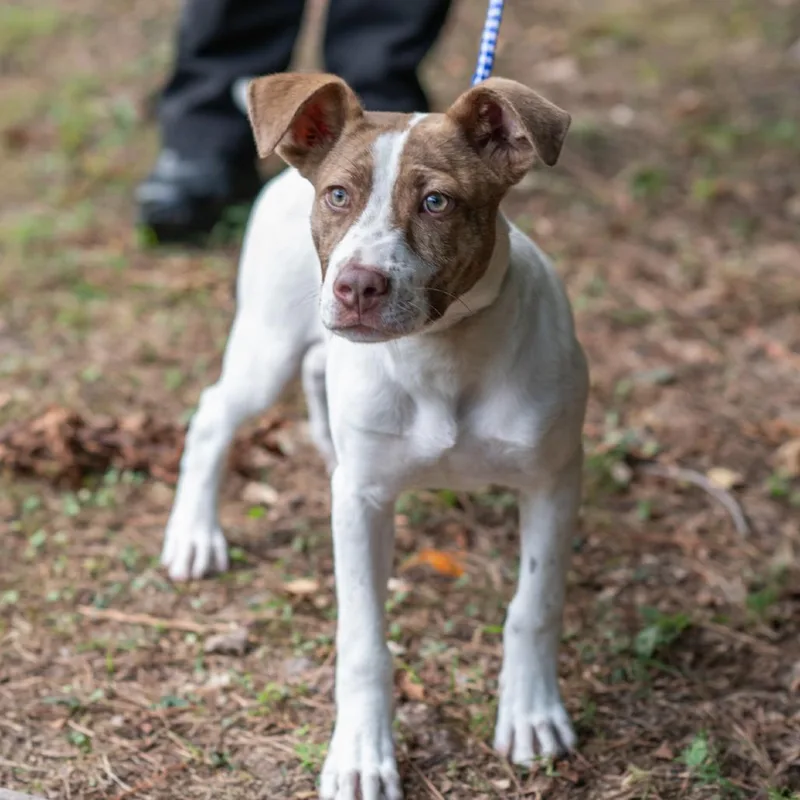 A young small-sized male Brown / Chocolate Pit Bull Terrier dog named Chowder for adoption in Bartlett, TN