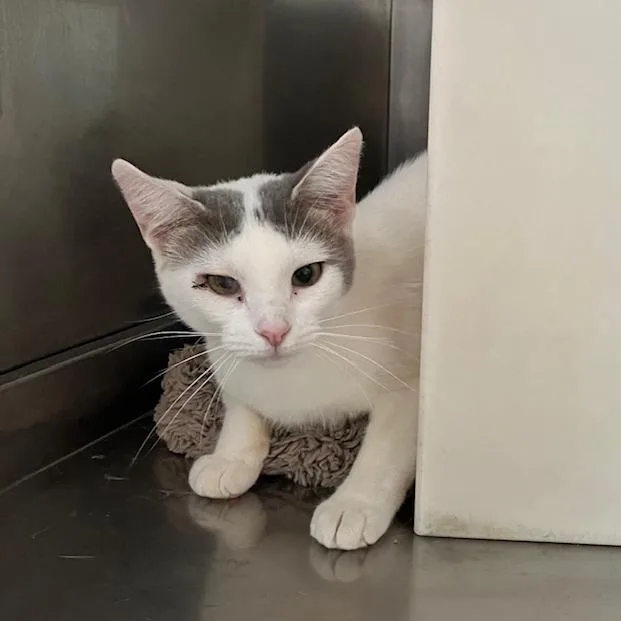 Chernobyl thumbnail 5