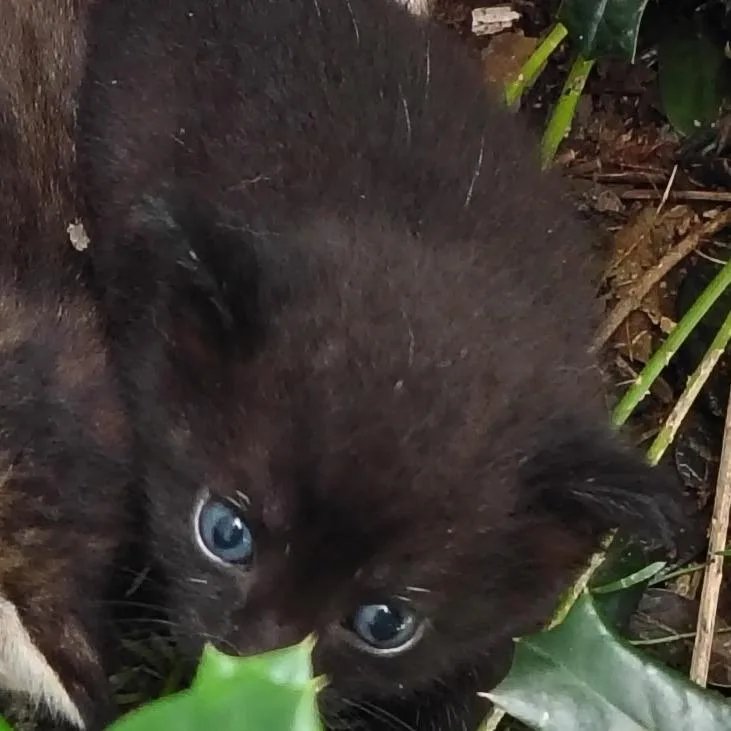 A baby small-sized male Black Domestic Short Hair cat named Espresso for adoption in West Palm Beach, FL