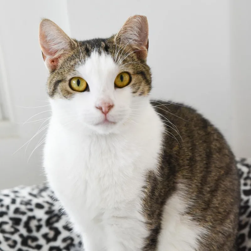 An adult medium-sized male Buff / Tan / Fawn Domestic Short Hair cat named Zion for adoption in East Hampton, NY
