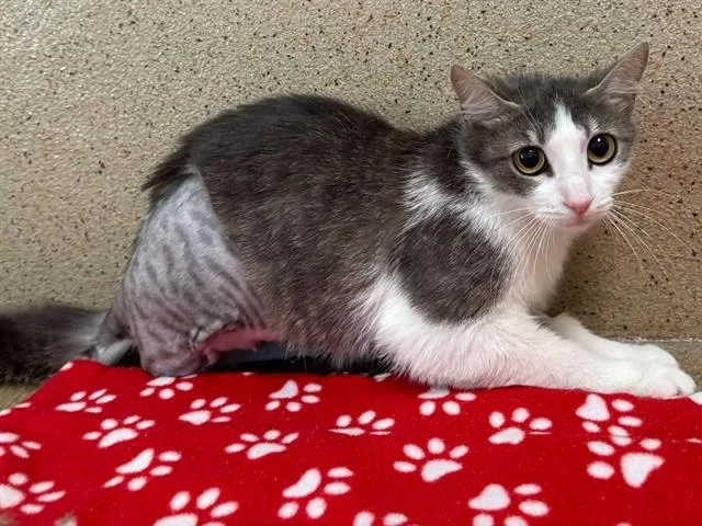 A young medium-sized female Domestic Short Hair cat named Marie for adoption in Sacramento, CA