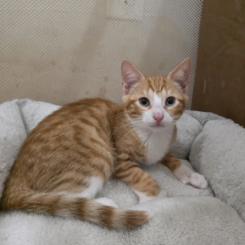 A baby medium-sized male Orange / Red Domestic Short Hair cat named Ranger for adoption in Moriches, NY