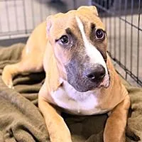 A baby large-sized male Apricot / Beige Pit Bull Terrier dog named Hamilton URGENT for adoption in Thousand Oaks, CA