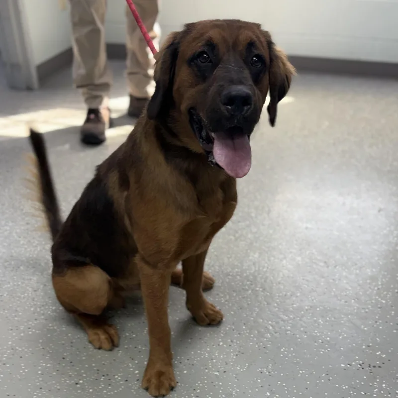 A young large-sized male Shepherd dog named Rowan for adoption in Bardstown, KY