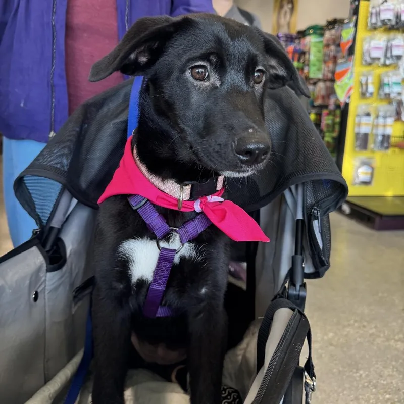 Starburst thumbnail 2