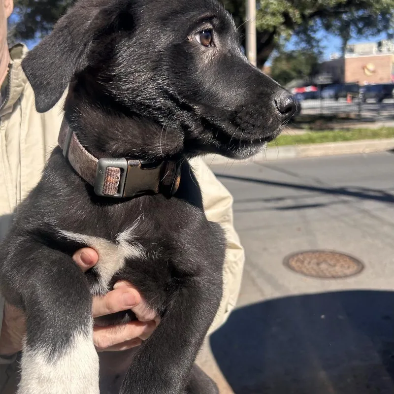 Starburst thumbnail 3