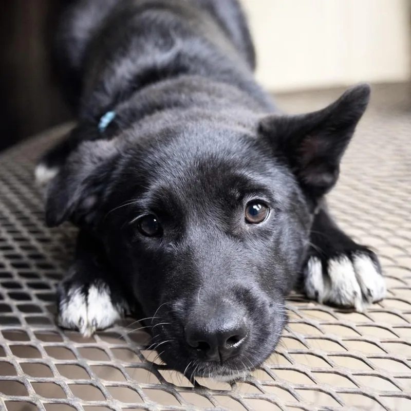 Starburst thumbnail 4