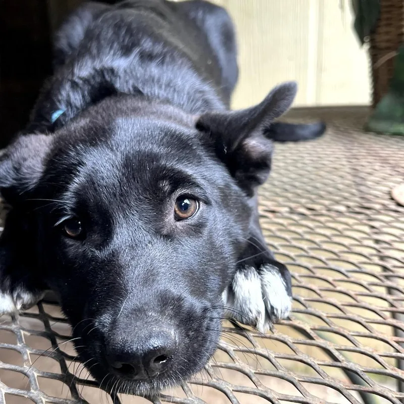 Starburst thumbnail 5