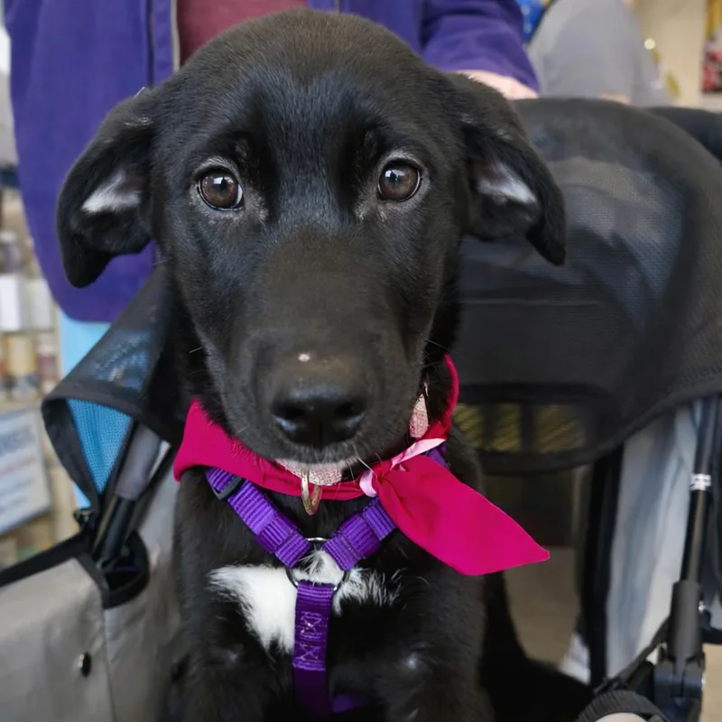 Starburst thumbnail 6