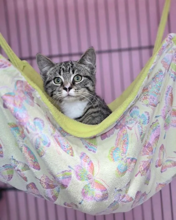 A baby small-sized male Domestic Short Hair cat named Toccoa for adoption in Novato, CA