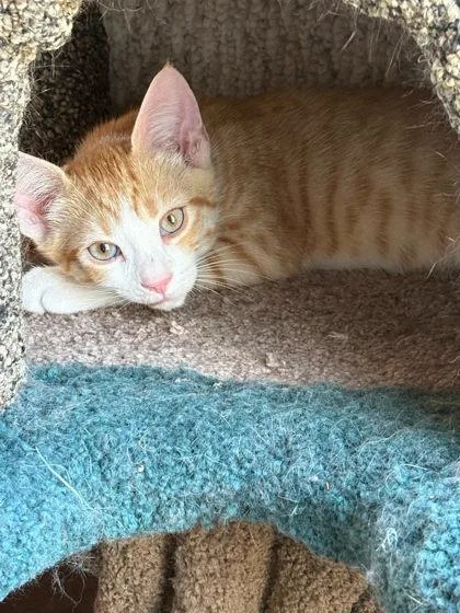 An adult small-sized male Domestic Short Hair cat named Sandstorm for adoption in Berwick, PA