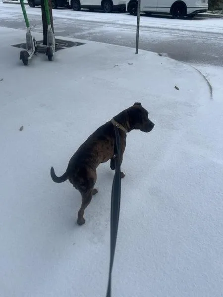 A young large-sized male Pit Bull Terrier dog named Figgy Puddin' for adoption in Austin, TX