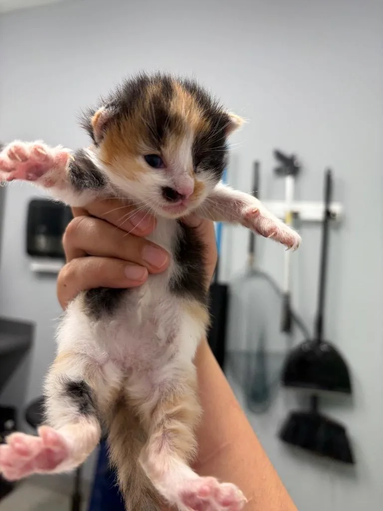 A baby medium-sized female Domestic Short Hair cat named Angelina for adoption in Bloomington, IN