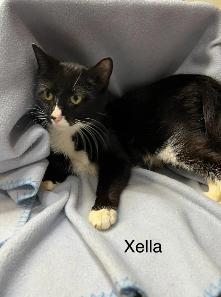 Mama Xella