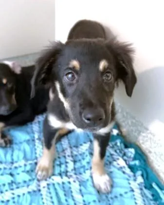 A baby small-sized female Labrador Retriever dog named Addi for adoption in Washington, DC
