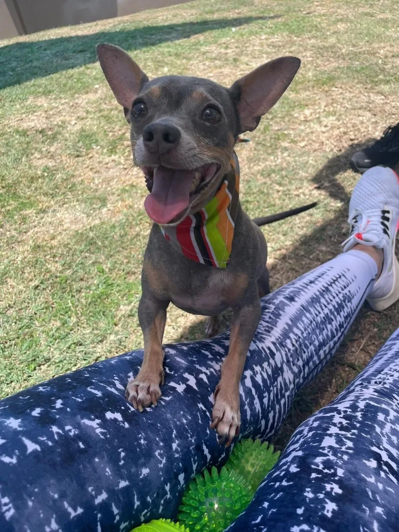 A senior small-sized male Chihuahua dog named Lolo for adoption in Humacao, PR