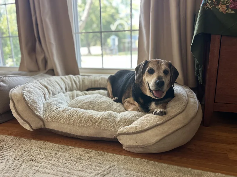 A senior medium-sized male Tricolor (Brown, Black, & White) Beagle dog named Fred for adoption in Clarksville, TN