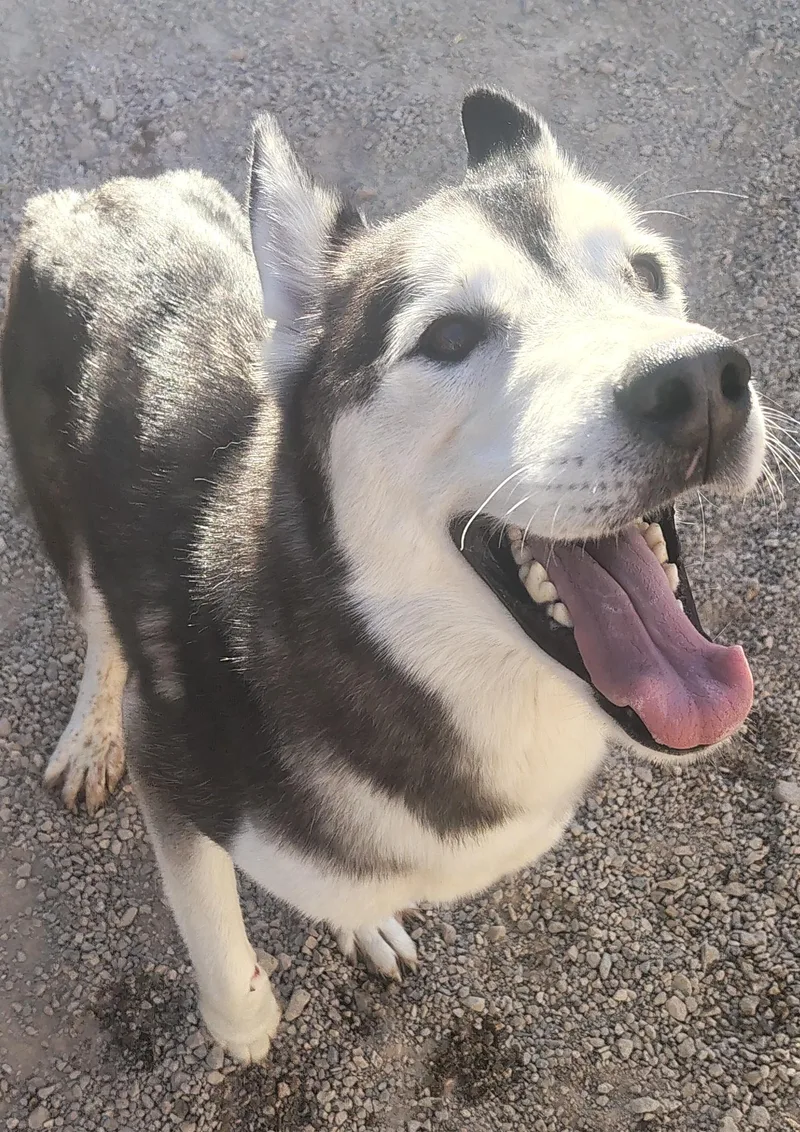 An adult medium-sized male Husky dog named Togo for adoption in Parker, AZ