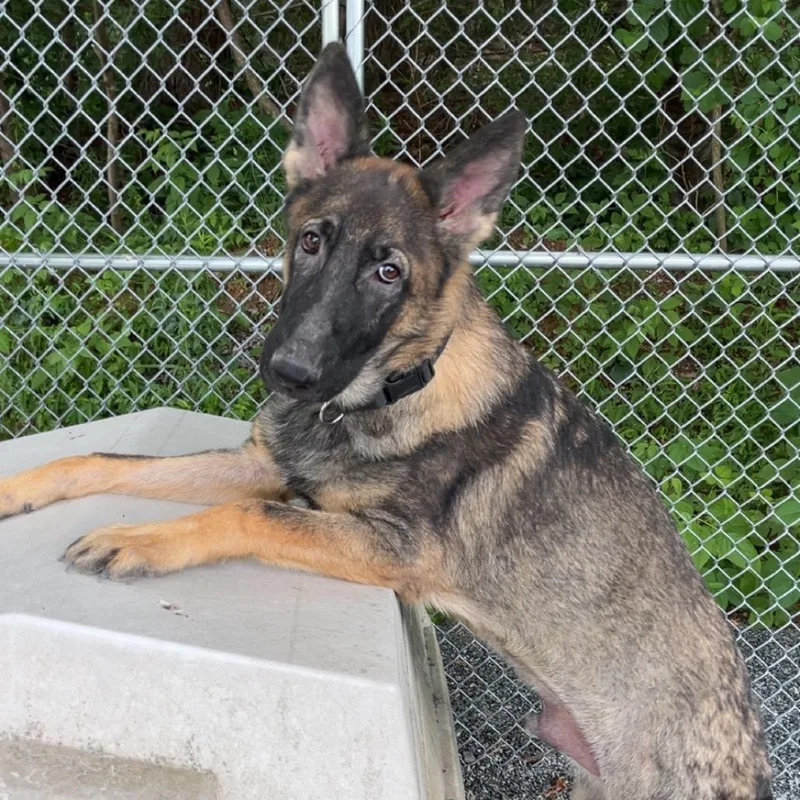 A young large-sized male Sable German Shepherd Dog dog named Max for adoption in New Ringgold, PA