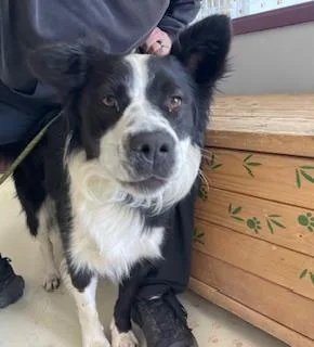 A young medium-sized male Border Collie dog named Max for adoption in Salinas, CA