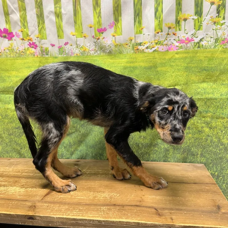 A baby small-sized female Australian Shepherd dog named Posie for adoption in Normal, IL