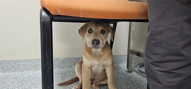 A baby small-sized male Pit Bull Terrier dog named Bingus Prime for adoption in Garland, TX
