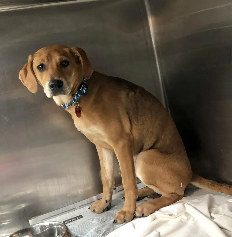 A young medium-sized female Golden Labrador Retriever dog named Iris for adoption in Parma, OH