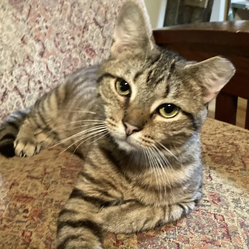 A young medium-sized male Tabby (Brown / Chocolate) Domestic Short Hair cat named Kevin for adoption in Charlotte, NC