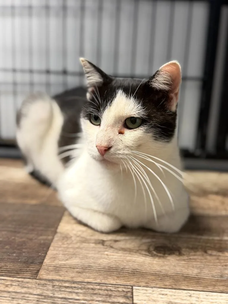 An adult medium-sized male Domestic Short Hair cat named Buzzy for adoption in Algona, IA