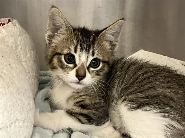 A baby small-sized female Domestic Short Hair cat named Gabby for adoption in Tustin, CA