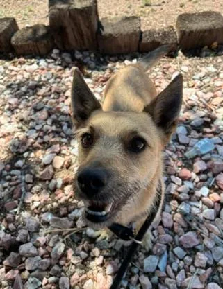 An adult small-sized male White / Cream Terrier dog named Apollo for adoption in Aurora, CO