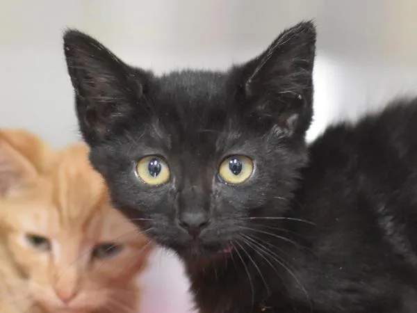 A baby small-sized female Domestic Short Hair cat named Stardust for adoption in Portland, OR