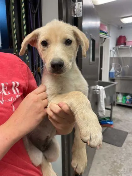 A young small-sized female Labrador Retriever dog named Maple for adoption in Bowling Green, KY