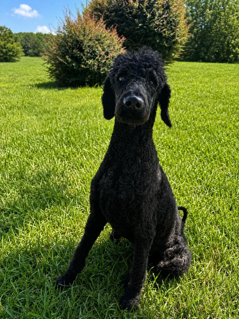 An adult large-sized male Standard Poodle dog named Black Jack Jun for adoption in Pacolet, SC