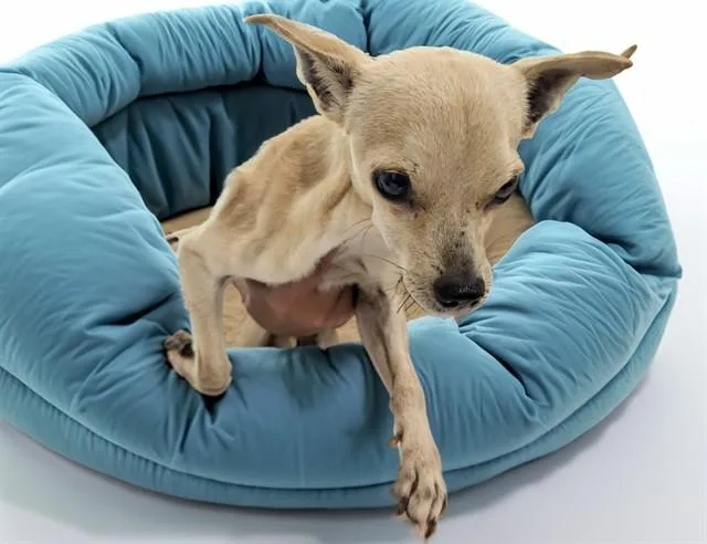 An adult medium-sized male Chihuahua dog named Et for adoption in Fort Lauderdale, FL