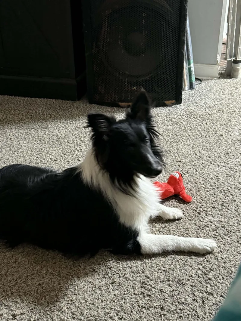 A young small-sized female Black Shetland Sheepdog / Sheltie dog named Jackie for adoption in Piney Flats, TN