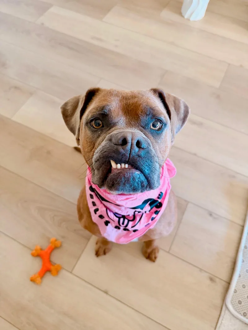 A young medium-sized female Boxer dog named Peony for adoption in santa monica, CA