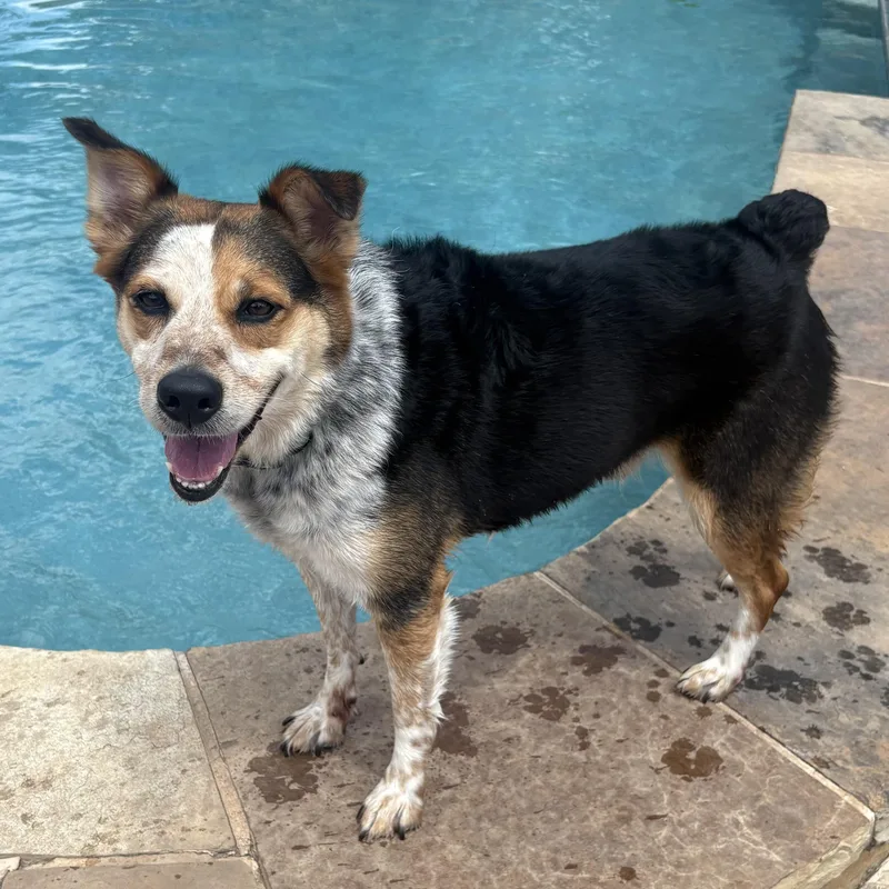 A young medium-sized male Australian Cattle Dog / Blue Heeler dog named Benny for adoption in Lavon, TX