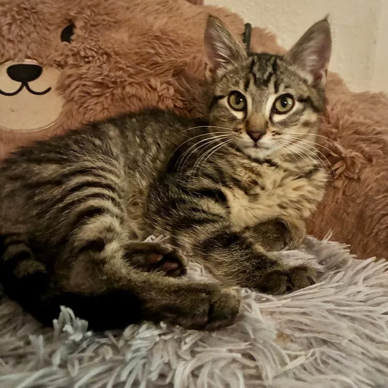 A baby small-sized male Brown / Chocolate Domestic Short Hair cat named Arlo for adoption in Houston, TX