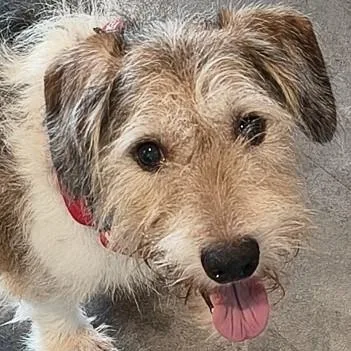 Ringo