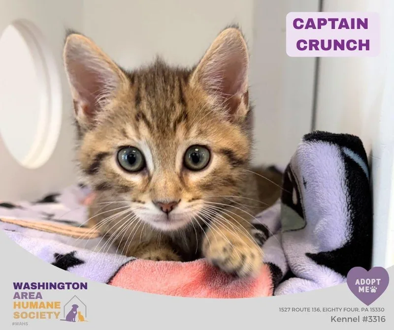 A baby small-sized male Tabby (Brown / Chocolate) Domestic Short Hair cat named Captain Crunch for adoption in Eighty Four, PA