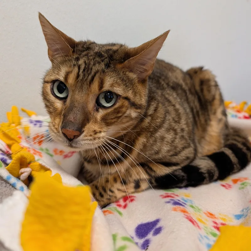An adult medium-sized male Brown / Chocolate Bengal cat named Bongo for adoption in Rochester, MN