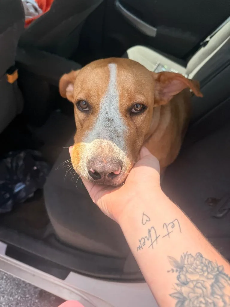 A young medium-sized female Mixed Breed dog named Found Animal for adoption in Douglasville, GA