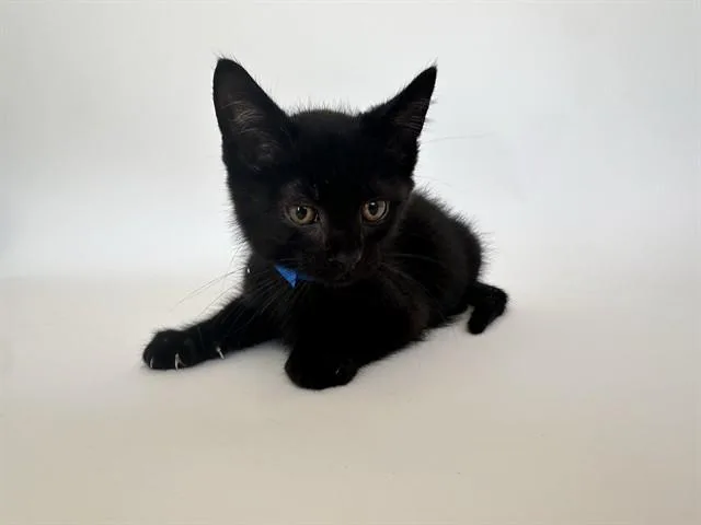 A baby small-sized male Domestic Short Hair cat named Rocket for adoption in Saint Louis, MO
