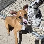 A baby medium-sized male Mixed Breed dog named Patch for adoption in Woodstock, IL